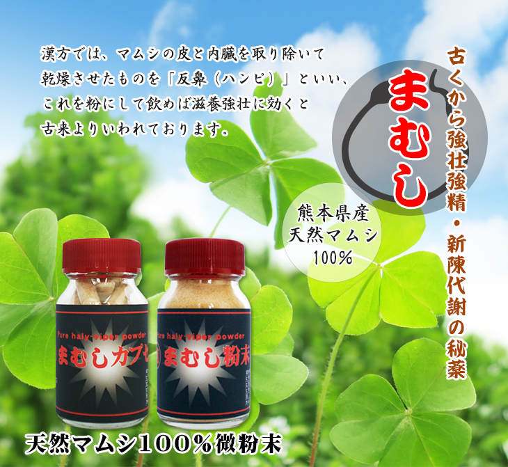 マムシは強壮強精、新陳代謝の秘薬
